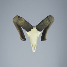 767MU Trofeo di caccia di muflone, corna 74-72cm C.22cm IT
