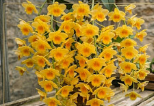 Dendrobium griffithianum - ,