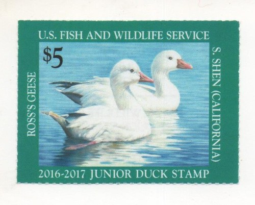Junior duck stamp - stamp, usa