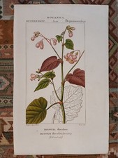 botanica BEGONIA DISCOLORE / TURPIN - CORSI / litografia italiana 1831