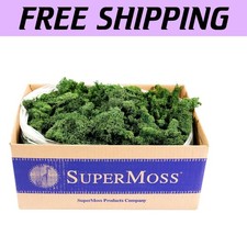 Muschio di renna verde foresta