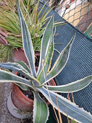 Agave americana variegata - agave,