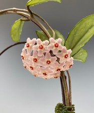 hoya carnosa wax plant