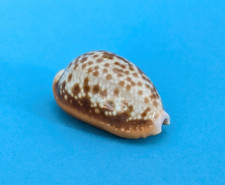 Cypraea helvola meridionalis