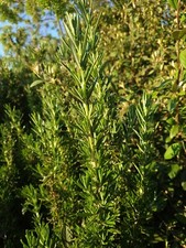 Rami Di Rosmarino Freschi 20 pz talee