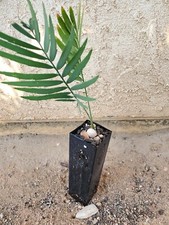 Encephalartos Dyerianus Lillie