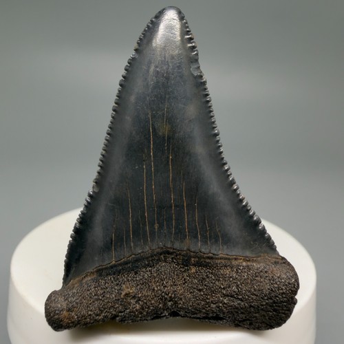 Dente squalo fossile - dente,