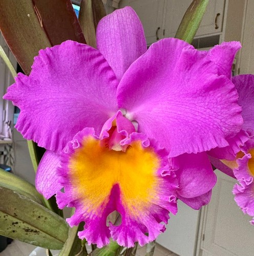 Blc pianta orchidea - pianta,