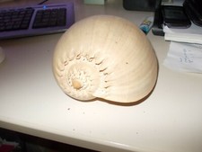 XXL Voluta Melocorona Lumaca