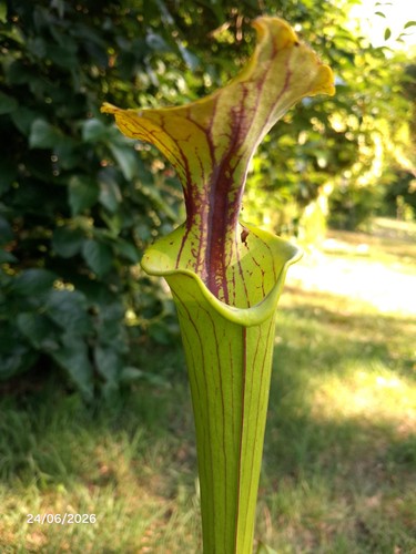 Sarracenia flava var - sarracenia, var.cuprea