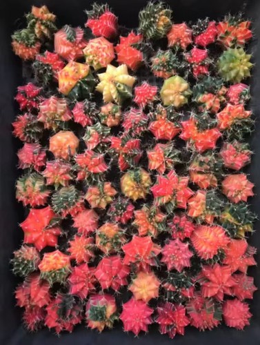 Vendita pezzi 3 - vendita, 55