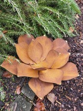 Edelrost Echeveria con punte