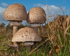 Macrolepiota procera Parasol