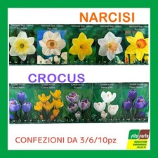BULBI DA FIORE NACISI O CROCUS
