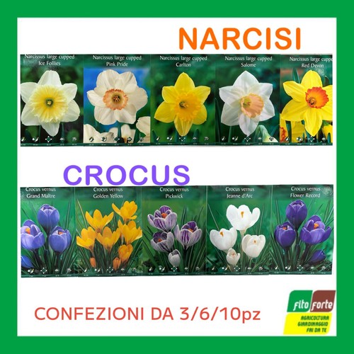 Bulbi fiore nacisi crocus - fiore,
