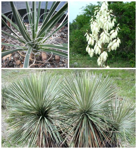 Semi yucca constricta - 30,