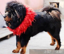 collare di buon auspicio cane