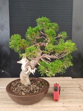 bonsai ginepro itoigawa  38 cm