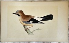 MORRIS JAY GHIANDAIA UCCELLI ORNITOLOGIA BIRDS BIRD 1870 UCCELLO LITOGRAFIA