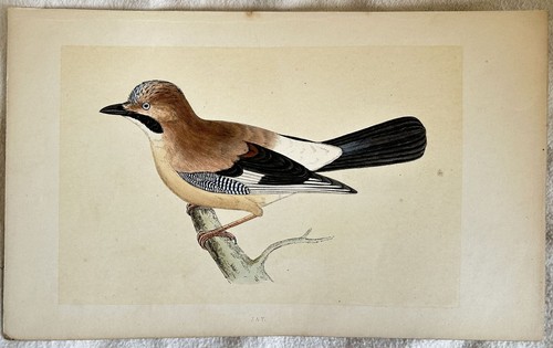 Morris jay ghiandaia uccelli - morris,