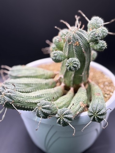 Euphorbia obesa form - euphorbia, form.