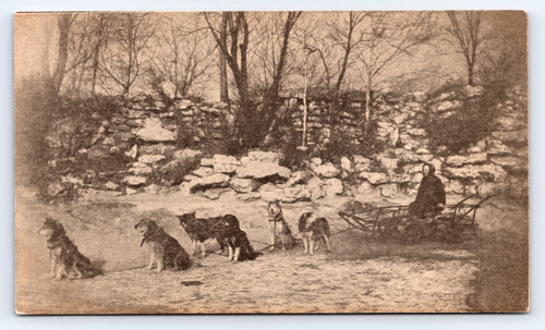 C1908 husky sled dog team - sled,