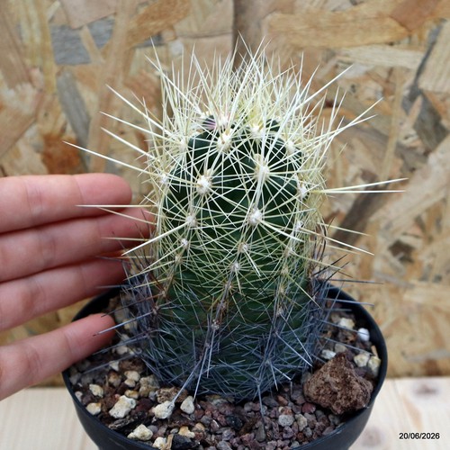Thelocactus bicolor vaso cm - bicolor,