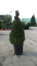 Pianta buxus bosso faulkner - buxus,