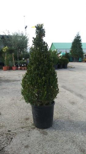 Pianta buxus bosso faulkner - pianta,