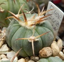 Echinocactus horizonthalonius