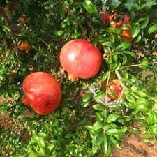 Pianta frutto melograno - da,