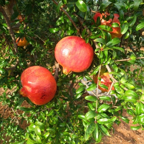 Pianta frutto melograno - pianta,