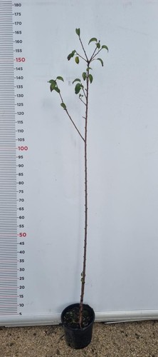 Pianta prunus mahaleb in - prunus,