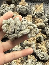 Pelecyphora aselliformis