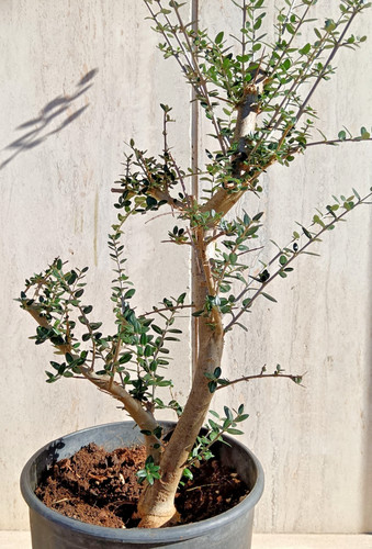 Prebonsai bonsai olovastro - prebonsai,