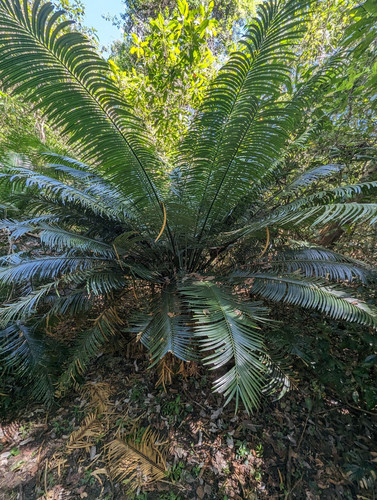 Cycad 1 seme - -,