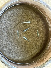 Medaka Miyuki Blue Marine