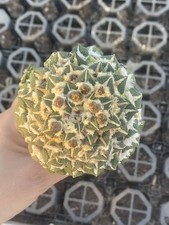 Ariocarpus kotschoubeyanus a più teste rara pianta succulenta WYSIWYG 1201