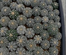 50 semi in miscuglio di