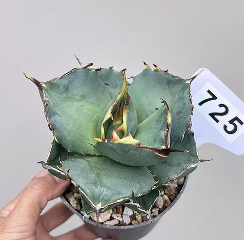 1pcs pot10cm rare - 1pcs,