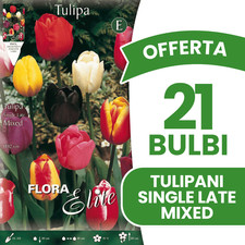 OFFERTA 21 BULBI AUTUNNALI TULIPANO SINGLE LATE MIX DI COLORI BULBS BULBES