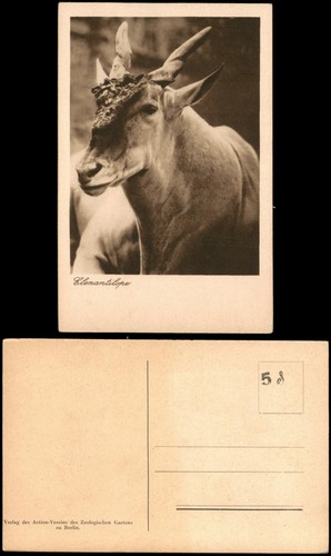 Ansichtskarte tiere - ansichtskarte,
