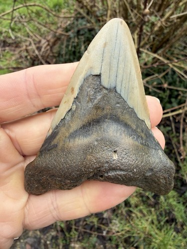 Fossil megalodon shark tooth - fossil,