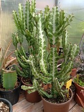 Euphorbia lactea cactus pianta - lactea,
