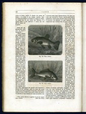 I rettili, gli anfibi ed i pesci.