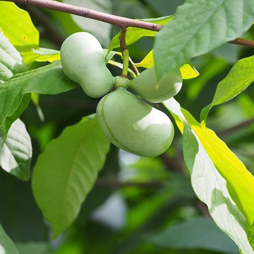 Pawpaw 5 - pawpaw, triloba)