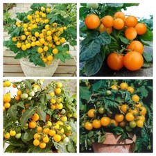 Confezione Pomodoro Nano Giallo - Pomodoro Balcone - 4 varietà - 20+ semi - V 128