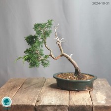 Itoigawa bonsai juniperus - itoigawa,