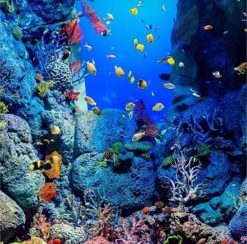 Pesci acquario pictures quadro - acquario,