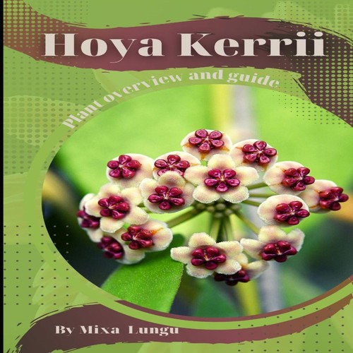 Hoya kerrii plant - plant, overview